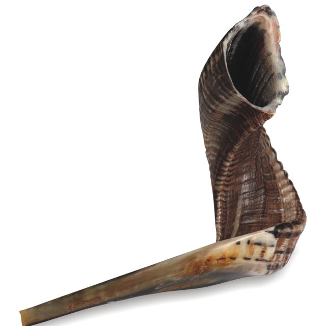 Shofar size 6