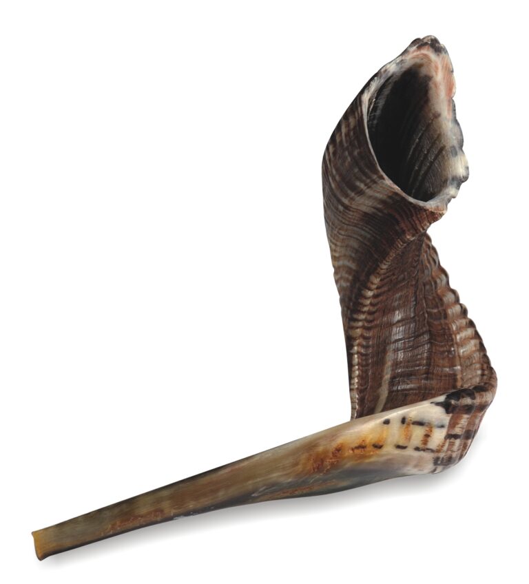 Shofar Size 6